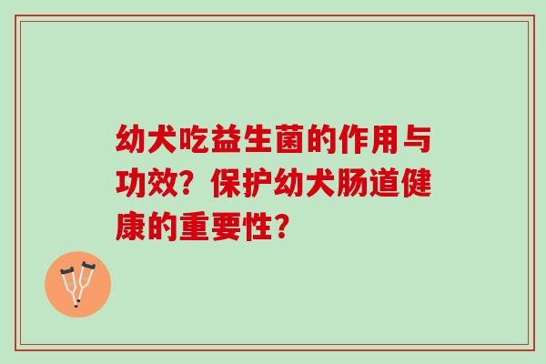 幼犬吃益生菌的作用与功效？保护幼犬肠道健康的重要性？