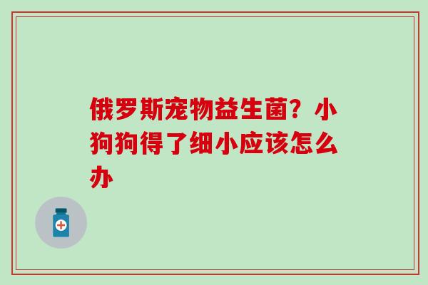 俄罗斯宠物益生菌？小狗狗得了细小应该怎么办