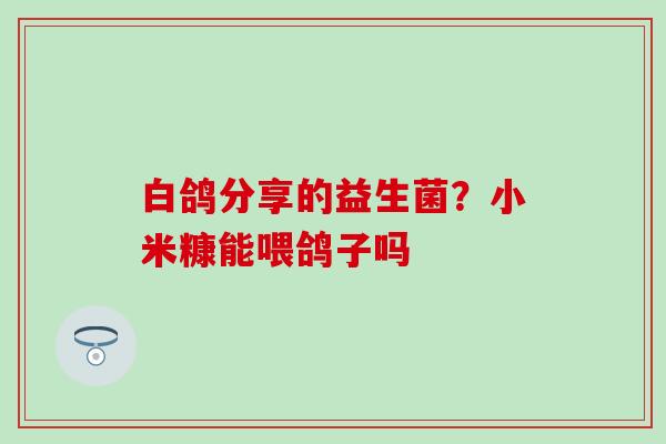 白鸽分享的益生菌？小米糠能喂鸽子吗