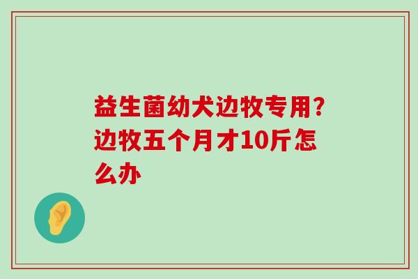 益生菌幼犬边牧专用？边牧五个月才10斤怎么办