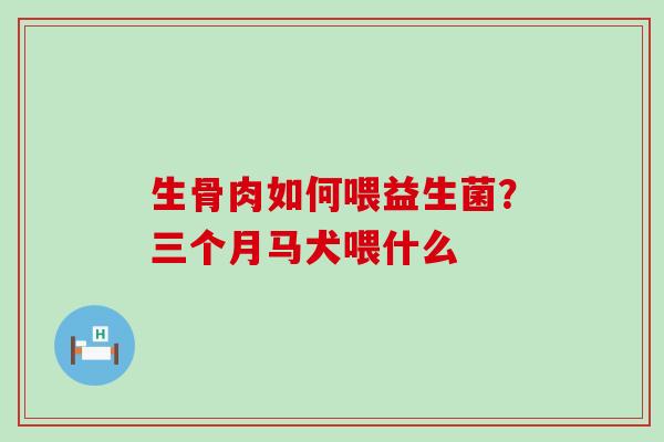 生骨肉如何喂益生菌？三个月马犬喂什么