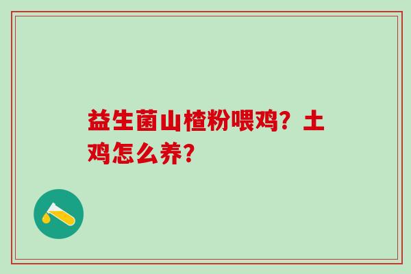 益生菌山楂粉喂鸡？土鸡怎么养？