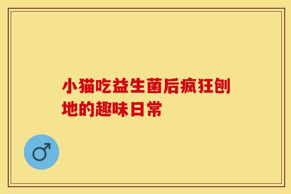 小猫吃益生菌后疯狂刨地的趣味日常