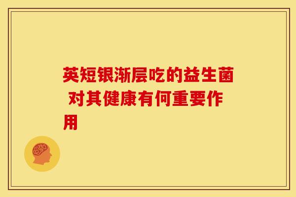 英短银渐层吃的益生菌 对其健康有何重要作用