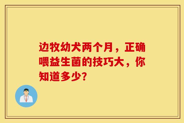 边牧幼犬两个月，正确喂益生菌的技巧大，你知道多少？