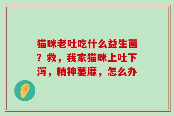 猫咪老吐吃什么益生菌？救，我家猫咪上吐下泻，精神萎靡，怎么办