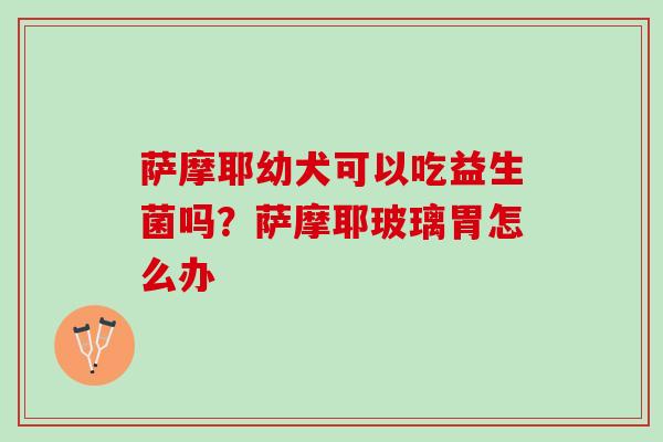 萨摩耶幼犬可以吃益生菌吗？萨摩耶玻璃胃怎么办