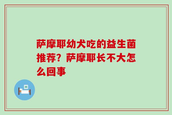 萨摩耶幼犬吃的益生菌推荐？萨摩耶长不大怎么回事