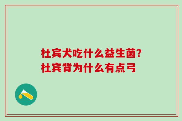 杜宾犬吃什么益生菌？杜宾背为什么有点弓