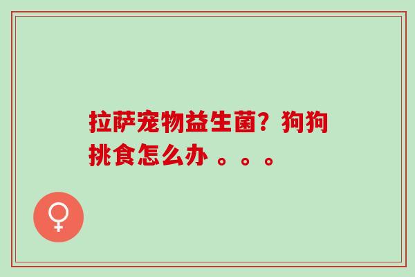 拉萨宠物益生菌？狗狗挑食怎么办 。。。
