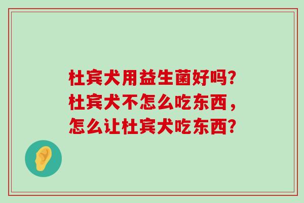 杜宾犬用益生菌好吗？杜宾犬不怎么吃东西，怎么让杜宾犬吃东西？