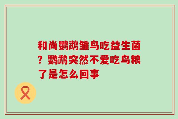 和尚鹦鹉雏鸟吃益生菌？鹦鹉突然不爱吃鸟粮了是怎么回事