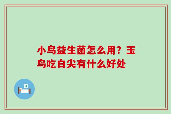 小鸟益生菌怎么用？玉鸟吃白尖有什么好处