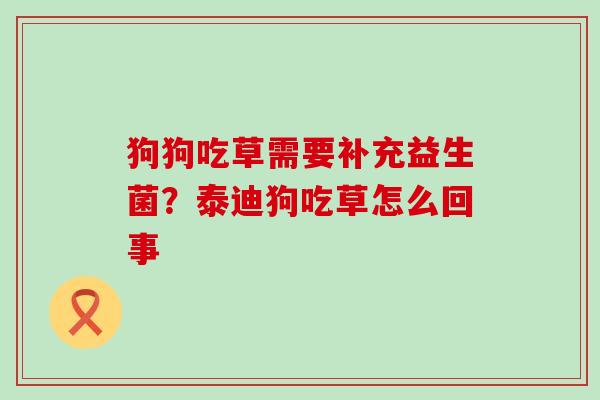 狗狗吃草需要补充益生菌?泰迪狗吃草怎么回事 狗狗吃草需要补充益生菌?泰迪狗吃草怎么回事
