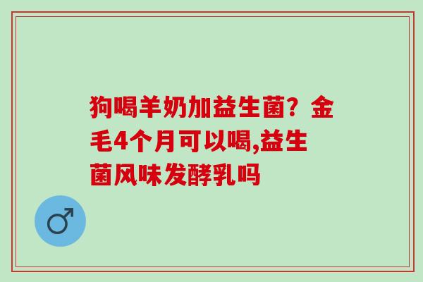 狗喝羊奶加益生菌？金毛4个月可以喝,益生菌风味发酵乳吗