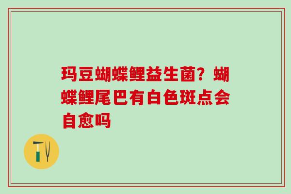 玛豆蝴蝶鲤益生菌?蝴蝶鲤尾巴有白色斑点会自愈吗 玛豆蝴蝶鲤益生菌?蝴蝶鲤尾巴有白色斑点会自愈吗