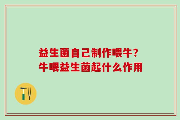 益生菌自己制作喂牛？牛喂益生菌起什么作用