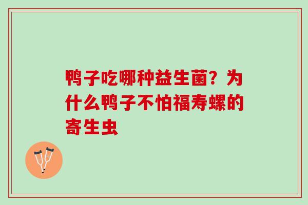 鸭子吃哪种益生菌？为什么鸭子不怕福寿螺的寄生虫