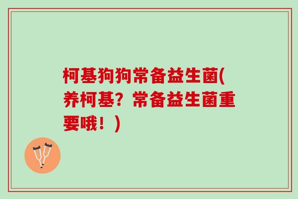 柯基狗狗常备益生菌(养柯基？常备益生菌重要哦！)