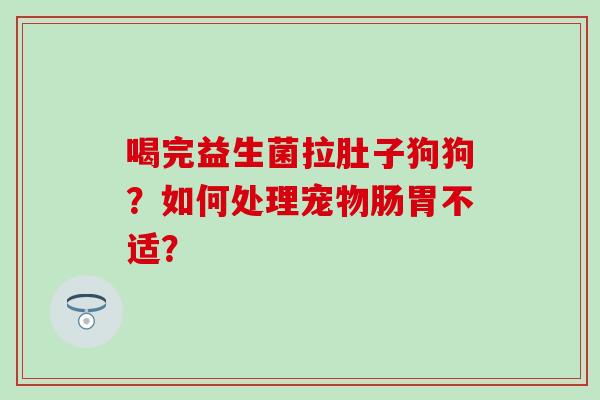 喝完益生菌拉肚子狗狗？如何处理宠物肠胃不适？