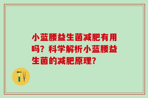 小蓝腰益生菌减肥有用吗？科学解析小蓝腰益生菌的减肥原理？