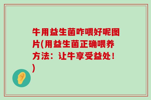 牛用益生菌咋喂好呢图片(用益生菌正确喂养方法：让牛享受益处！)