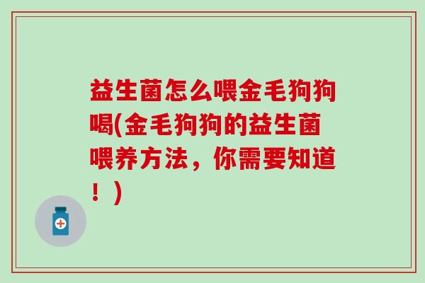 益生菌怎么喂金毛狗狗喝(金毛狗狗的益生菌喂养方法，你需要知道！)