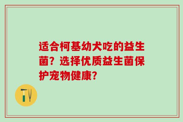 适合柯基幼犬吃的益生菌？选择优质益生菌保护宠物健康？