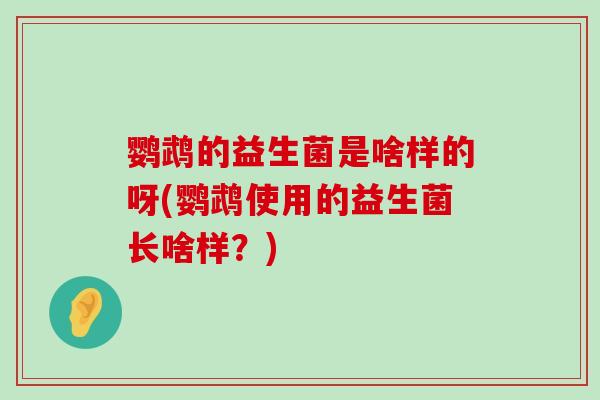 鹦鹉的益生菌是啥样的呀(鹦鹉使用的益生菌长啥样？)