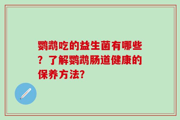 鹦鹉吃的益生菌有哪些？了解鹦鹉肠道健康的保养方法？