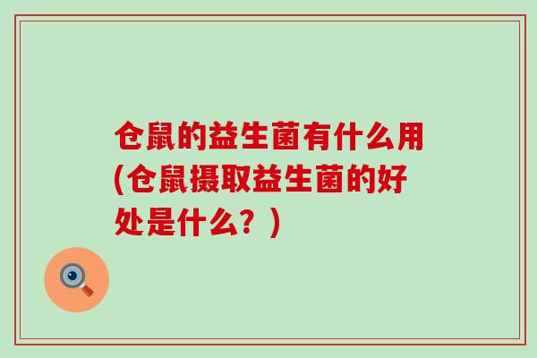 仓鼠的益生菌有什么用(仓鼠摄取益生菌的好处是什么？)
