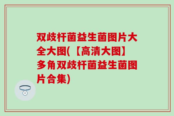双歧杆菌益生菌图片大全大图(【高清大图】多角双歧杆菌益生菌图片合集)