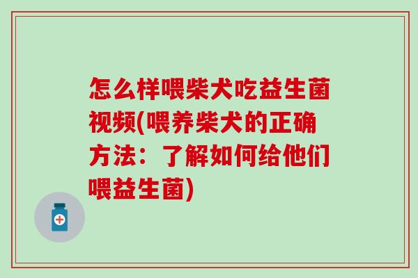 怎么样喂柴犬吃益生菌视频(喂养柴犬的正确方法：了解如何给他们喂益生菌)