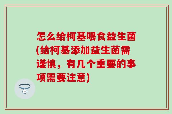 怎么给柯基喂食益生菌(给柯基添加益生菌需谨慎，有几个重要的事项需要注意)