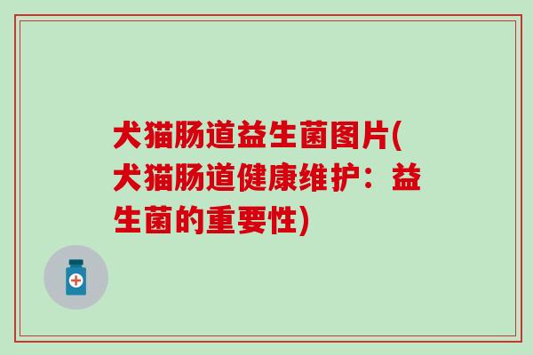 犬猫肠道益生菌图片(犬猫肠道健康维护：益生菌的重要性)