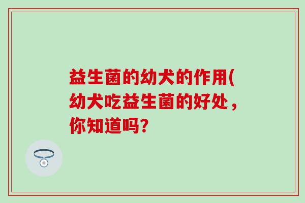 益生菌的幼犬的作用(幼犬吃益生菌的好处，你知道吗？