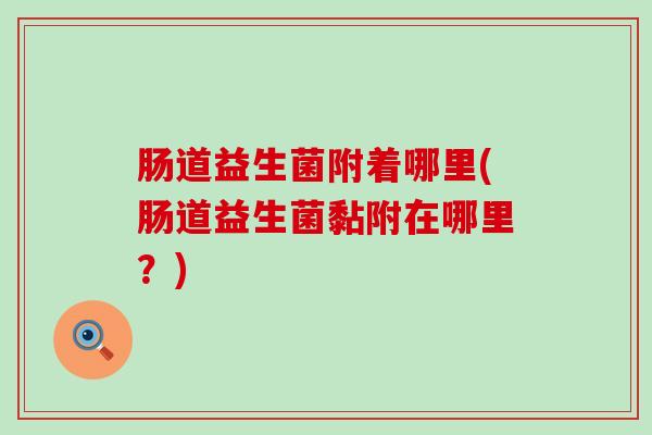 肠道益生菌附着哪里(肠道益生菌黏附在哪里？)
