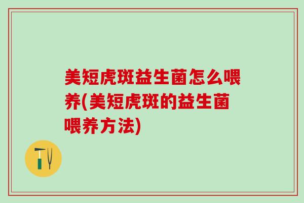 美短虎斑益生菌怎么喂养(美短虎斑的益生菌喂养方法)