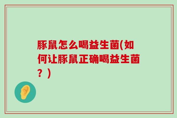 豚鼠怎么喝益生菌(如何让豚鼠正确喝益生菌？)