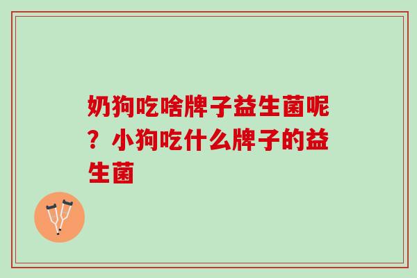 奶狗吃啥牌子益生菌呢？小狗吃什么牌子的益生菌