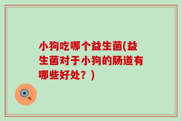 小狗吃哪个益生菌(益生菌对于小狗的肠道有哪些好处？)