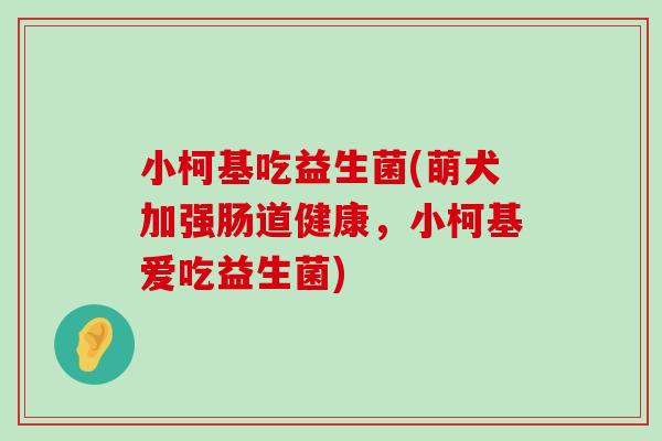 小柯基吃益生菌(萌犬加强肠道健康，小柯基爱吃益生菌)
