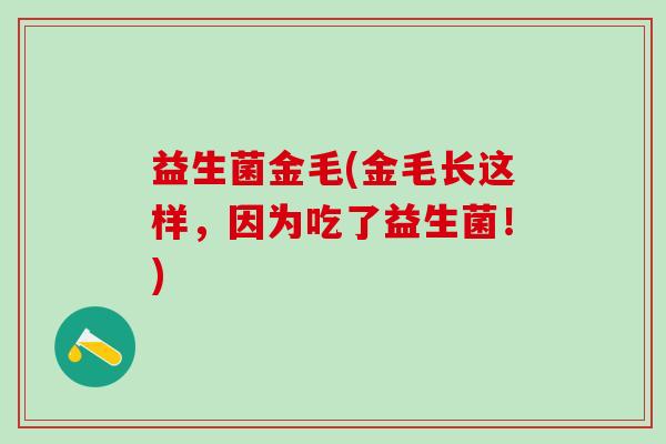 益生菌金毛(金毛长这样，因为吃了益生菌！)
